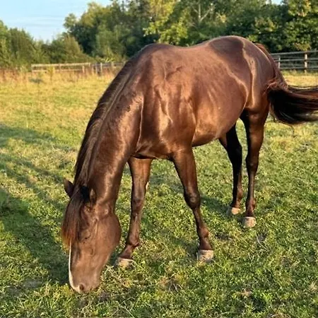 For Rent, Enjoy Silence & Nature * Sainte-Marguerite-de-Viette