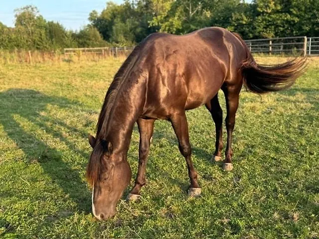 For Rent, Enjoy Silence & Nature * Sainte-Marguerite-de-Viette